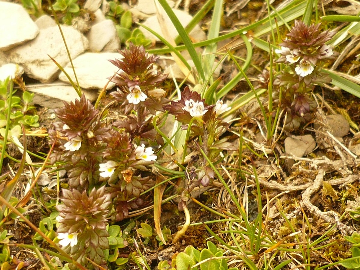 Euphrasia salisburgensis (Orobanchaceae)